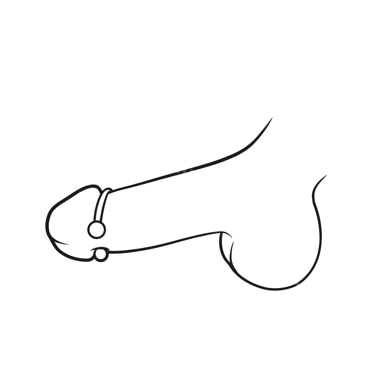 OXY01 - Glans rings